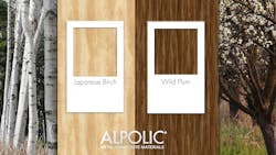 Japanese Birch and Wild Plum