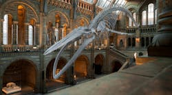 Image by just-pics from Pixabay